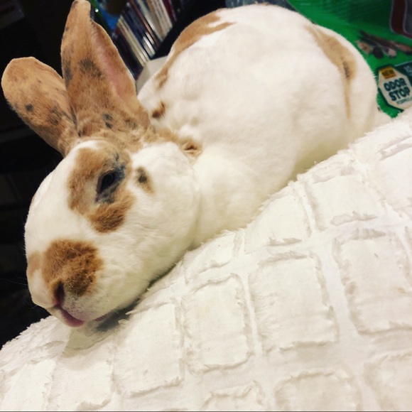 Meet your Posher, Hildy - Picture 7 of 8